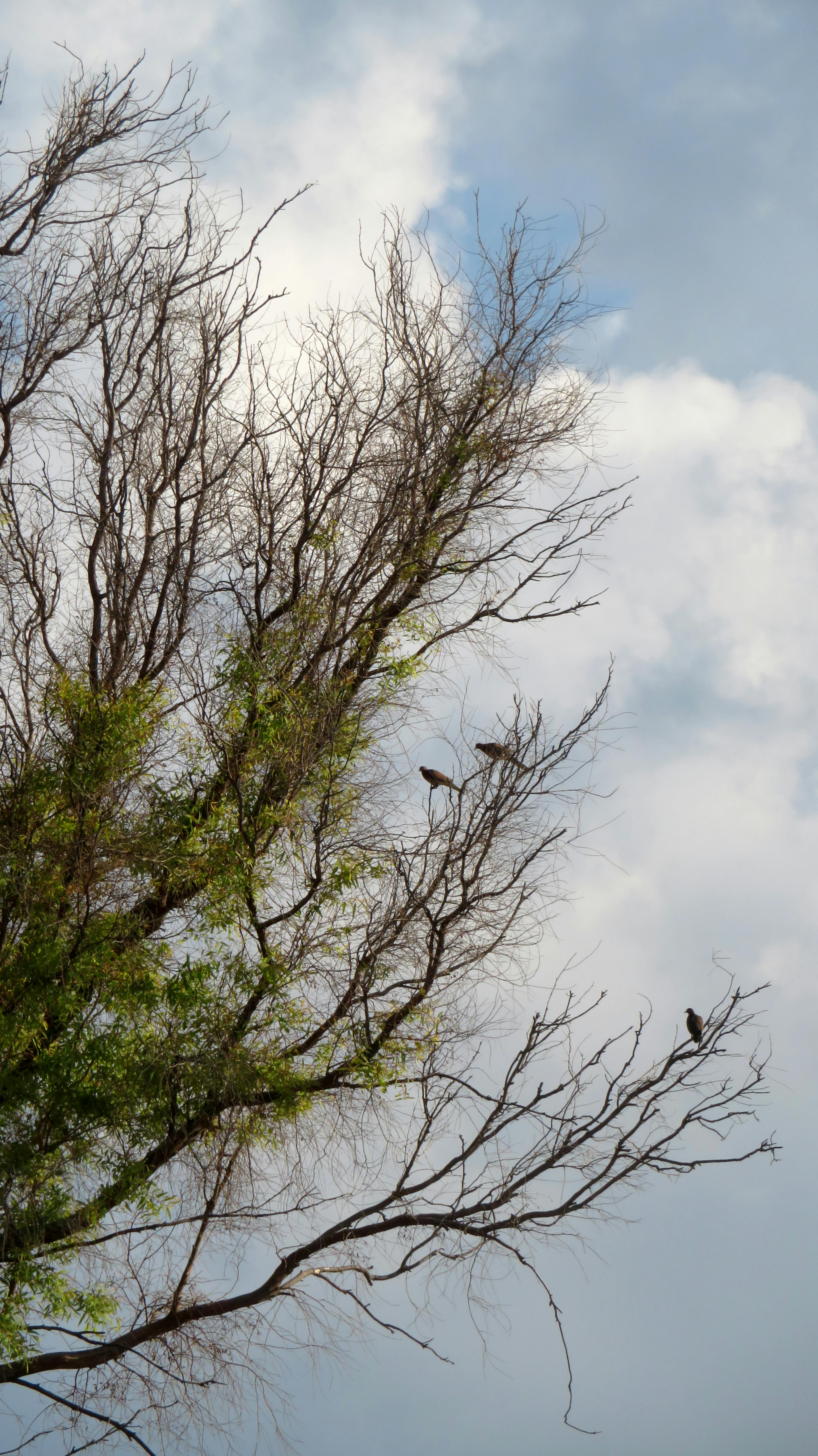 Photo of Tree Branches Near White Clouds · Free Stock Photo