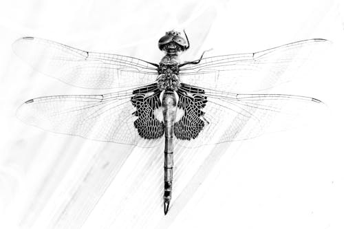 Black and White Photo of a Dragonfly