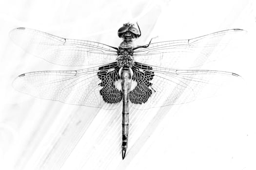 A detailed black and white macro image of a dragonfly showcasing intricate wing patterns and structure.