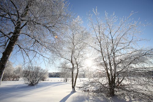 Fotos de stock gratuitas de arboles, cielo azul, congelado
