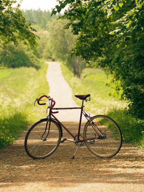 Kostnadsfri bild av cykel, frodig lövverk, grusväg