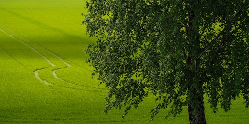 Tree on Green Grass Field