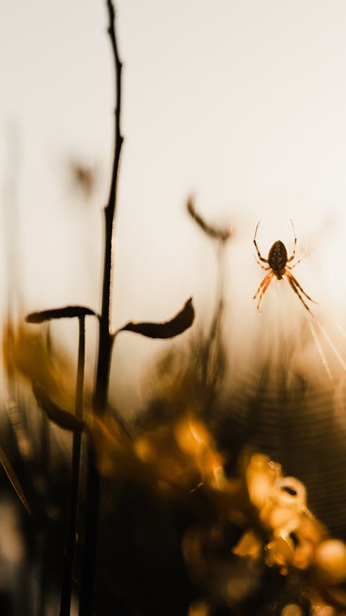 Spider on Its Cobweb