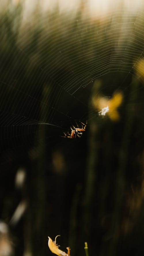 Spider on Spider Web