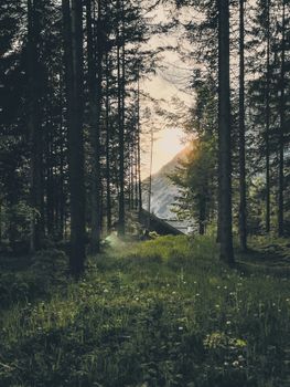 Peaceful forest scene at sunrise with mountains in Telfs, Tirol.