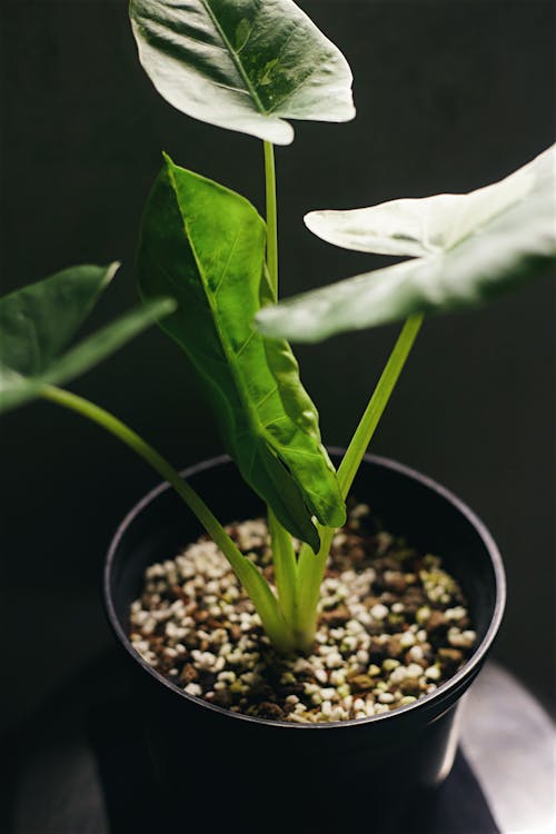 Бесплатное стоковое фото с alocasia odora, вертикальный выстрел, горшечных