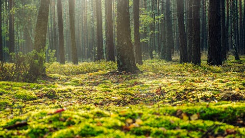 Free Low Angle Photo Of Forest Stock Photo