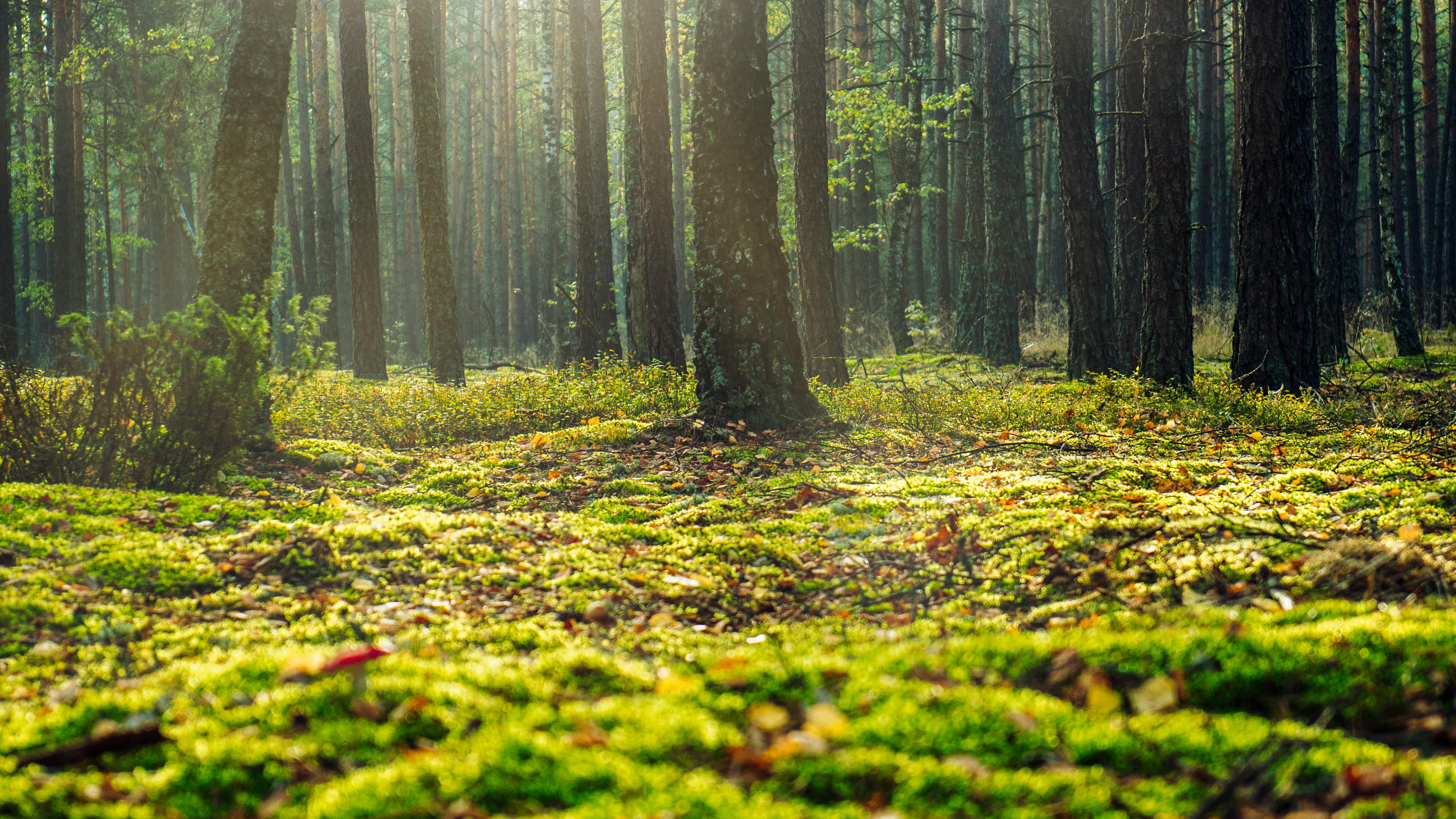 Ground Images · Pexels · Free Stock Photos