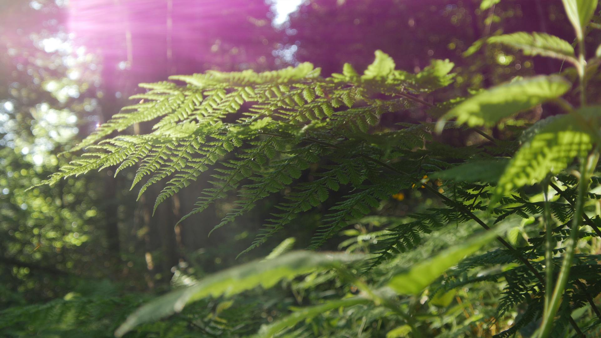 Shallow Focus Photography Of Green Leafed Plant