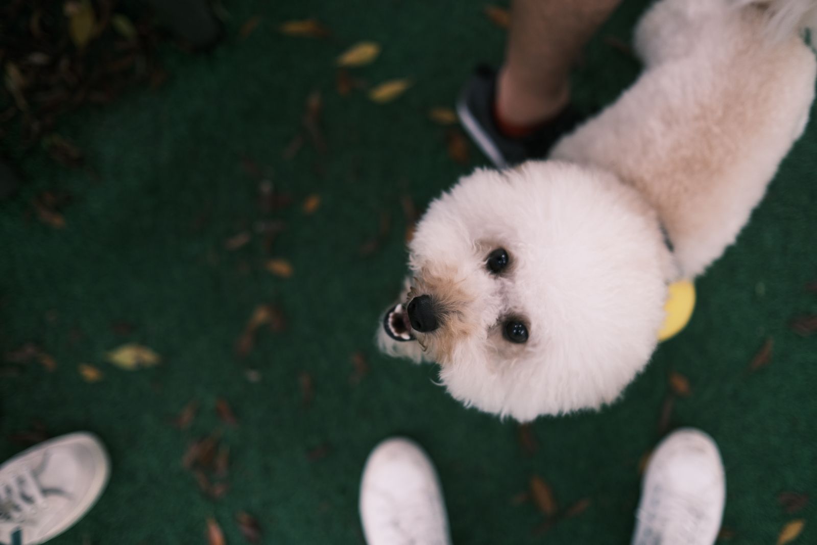Are Bichon Frises Smart? Intelligence Rankings, Trainability & What Owners Need to Know
