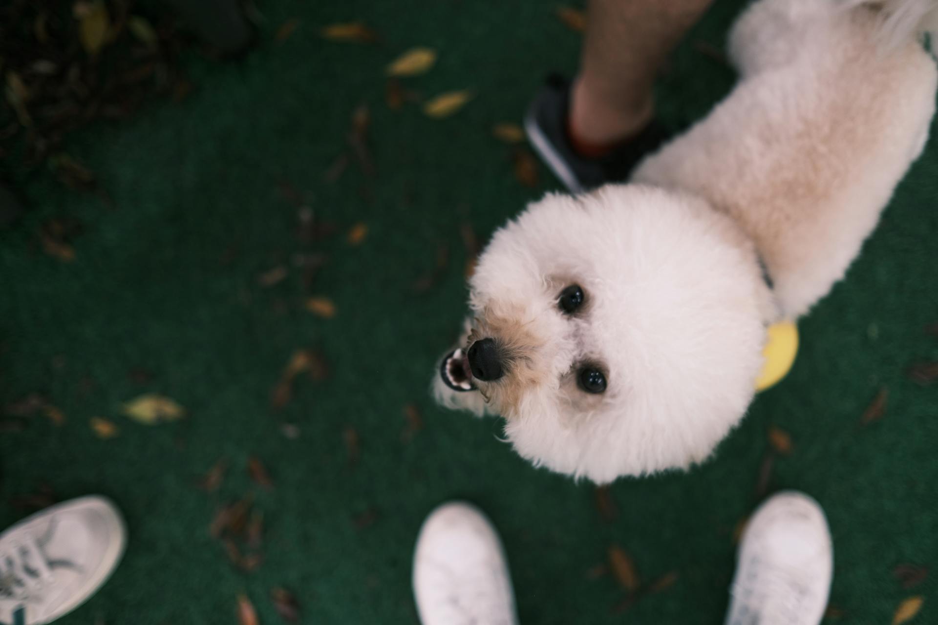 A Close-Up Shot of a Bichon Frisé