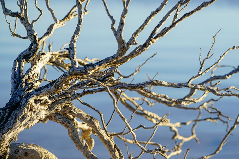 Dry twisted dead branches against a blue sky — checking if a tree is dead by branch condition in Surrey BC