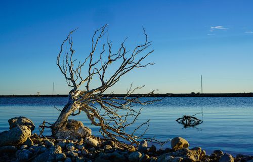 Free A tranquil scene of a rocky shoreline with a dead tree, under a bright blue sky and calm waters. Stock Photo