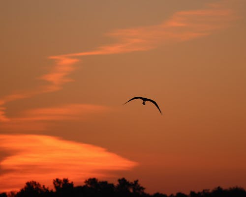 Kostnadsfria Kostnadsfri bild av fågel, flygande, gryning Stock foto
