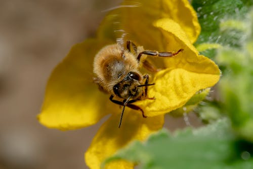Macro Shot of a Honey Bee on a Yellow Flower