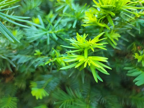 Free stock photo of green, nature, plant