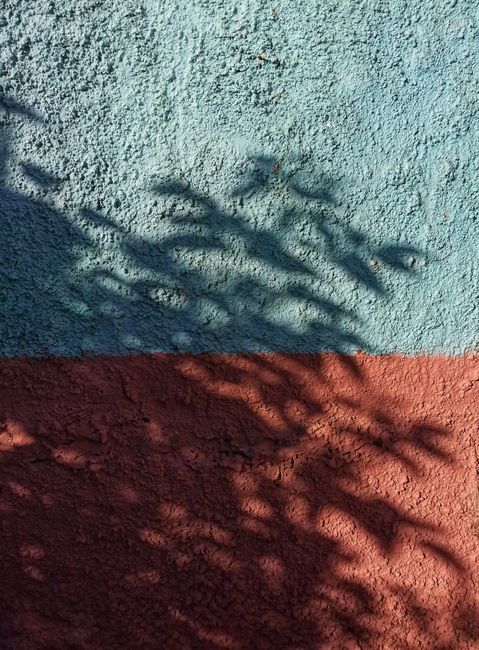 Shadows of plants cast on a textured, two-tone painted wall.