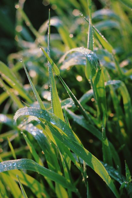 Close-up shot of dewy green grass blades shimmering in early morning sunlight.