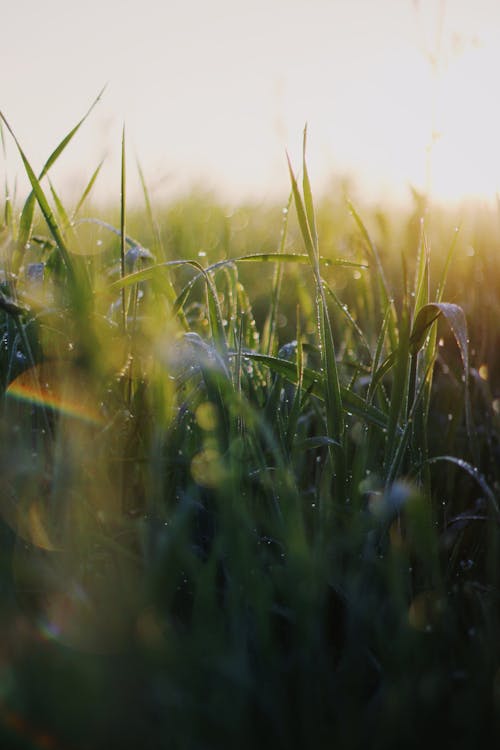 Water Droplets on Grass