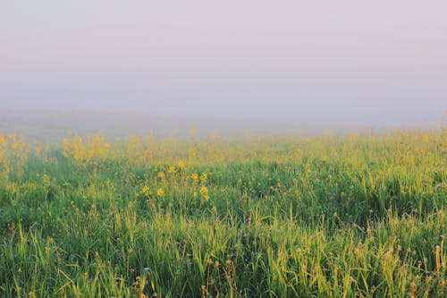 Imagine de stoc gratuită din câmp, cețos, flori galbene