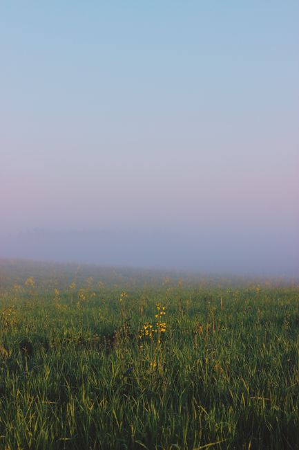 Serene foggy landscape with green field and yellow flowers at dawn.