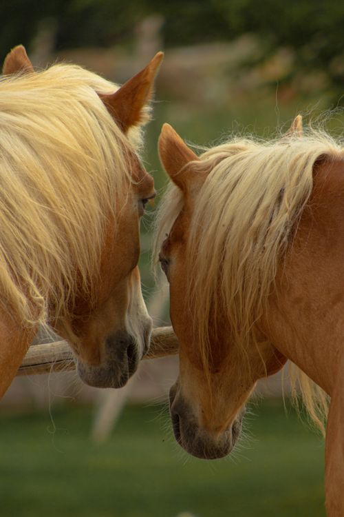 Free A serene close-up of two Haflinger horses nuzzling outdoors in Ankara, Türkiye. Stock Photo