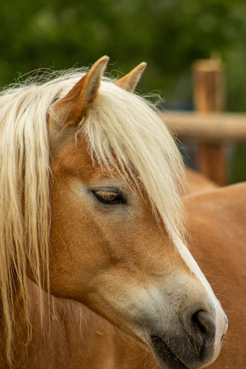 Fotobanka s bezplatnými fotkami na tému cicavec, hnedý kôň, hriva