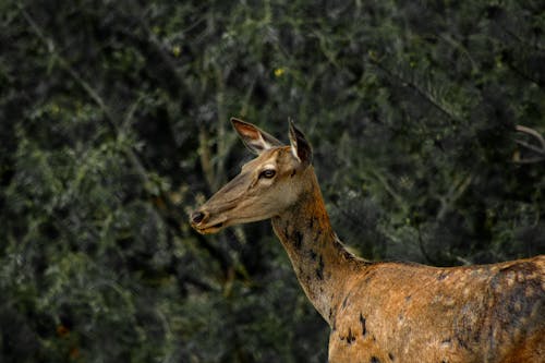 Безкоштовне стокове фото на тему «варварський олень, дика природа, дикий» стокове фото
