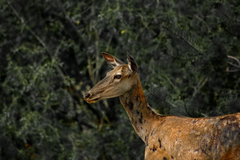 Zoo Ostrava