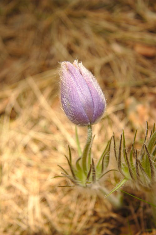 Základová fotografie zdarma na téma barva, detail, fialová