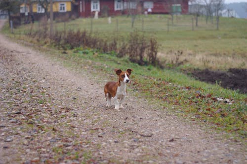 Kostnadsfri bild av hund