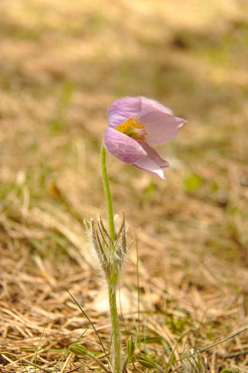 Kostnadsfri bild av blomma