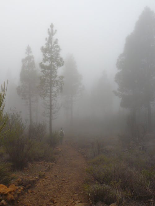 Kostnadsfri bild av skog