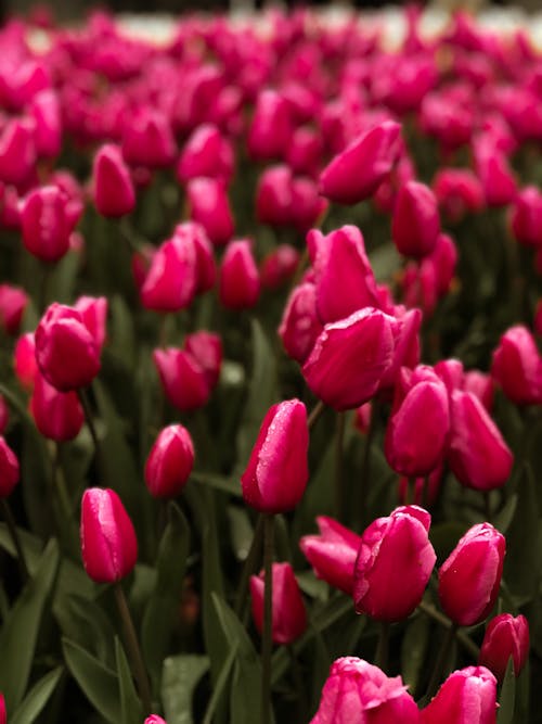 A Close-Up Shot of Pink Tulips