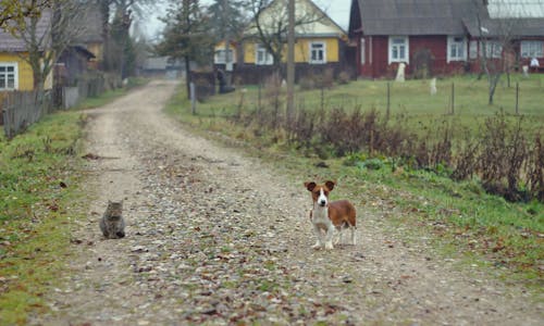 Kostnadsfri bild av hund, katt