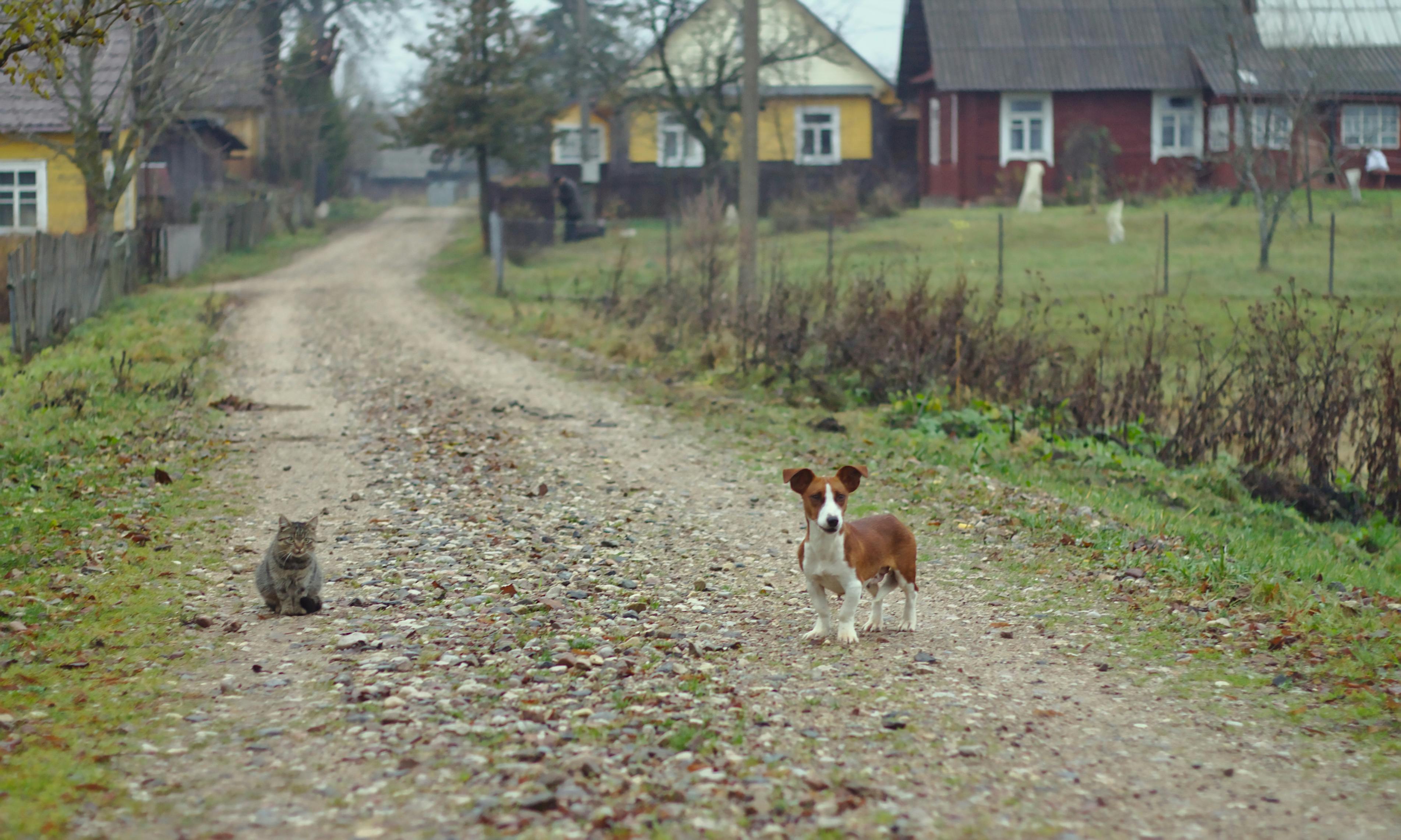 Free stock photo of cat, dog