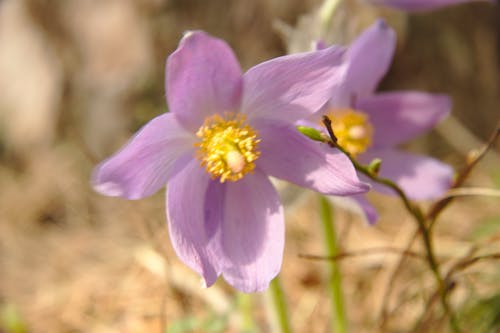 Kostnadsfri bild av blomma