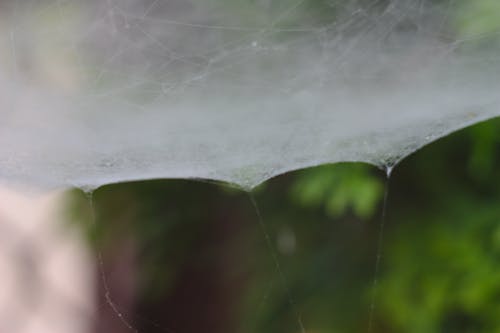 Kostnadsfri bild av dagg, spindelnät