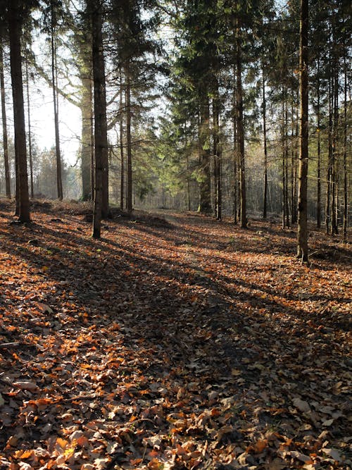 Kostnadsfri bild av skog