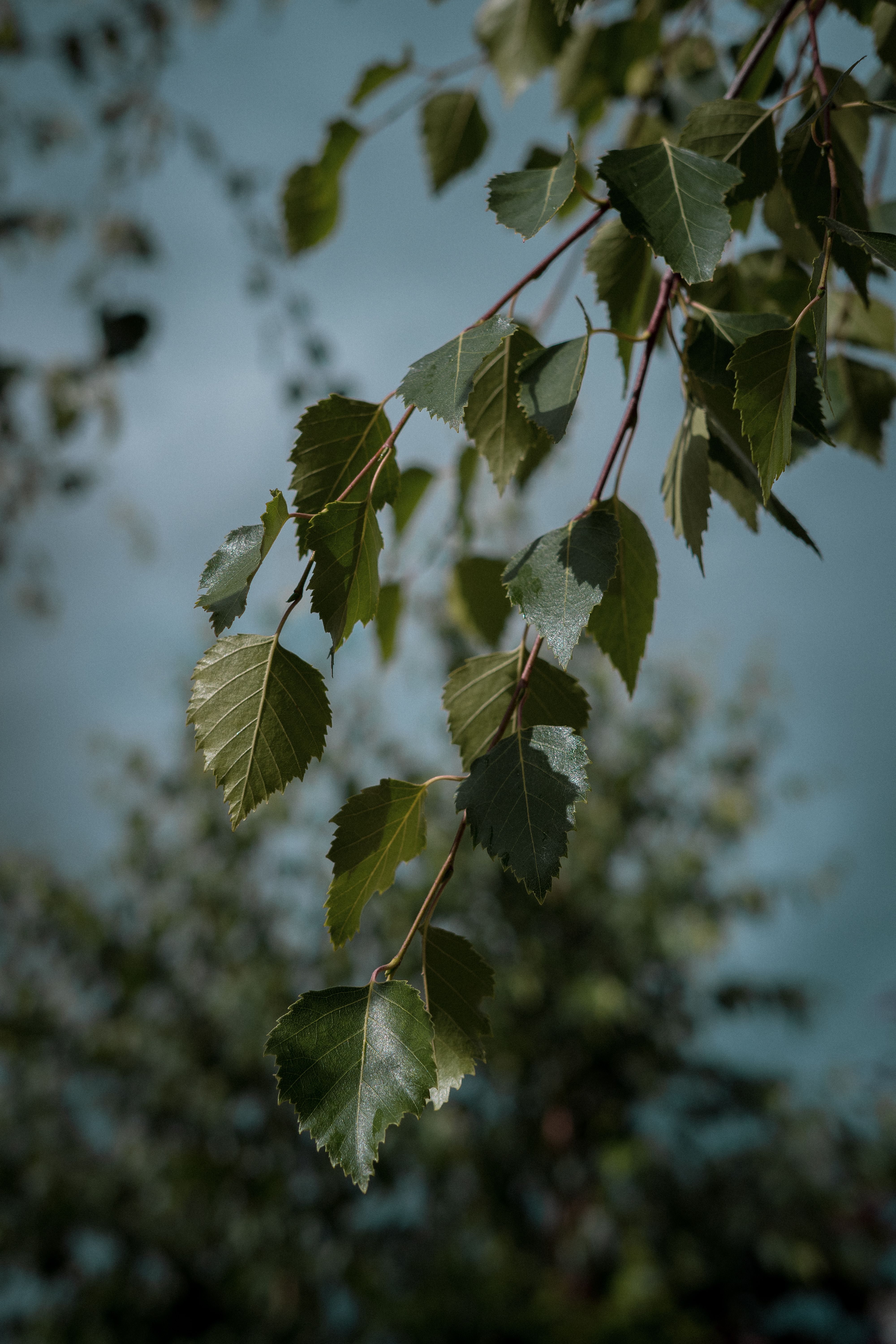 Macro shot of green birch leaves hanging delicately against a soft sky background.