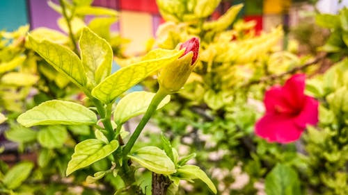 Základová fotografie zdarma na téma ibišek, krásné květiny, květní pupen