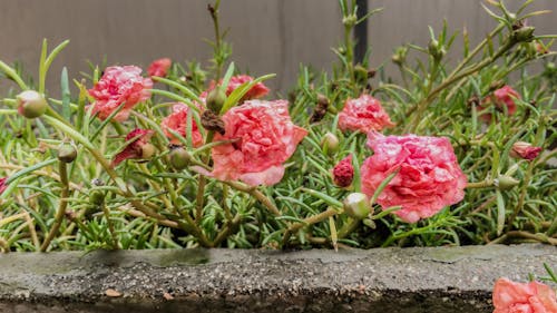Gratis lagerfoto af blomstermotiv, efter regn, have