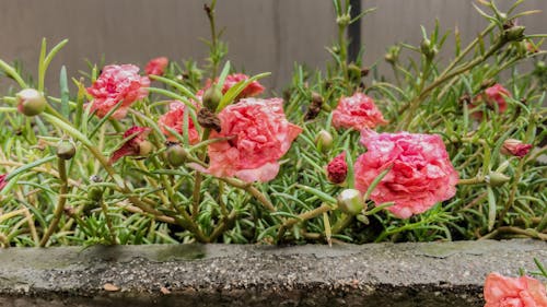 Photos gratuites de après la pluie, fleur rose, fleurs roses