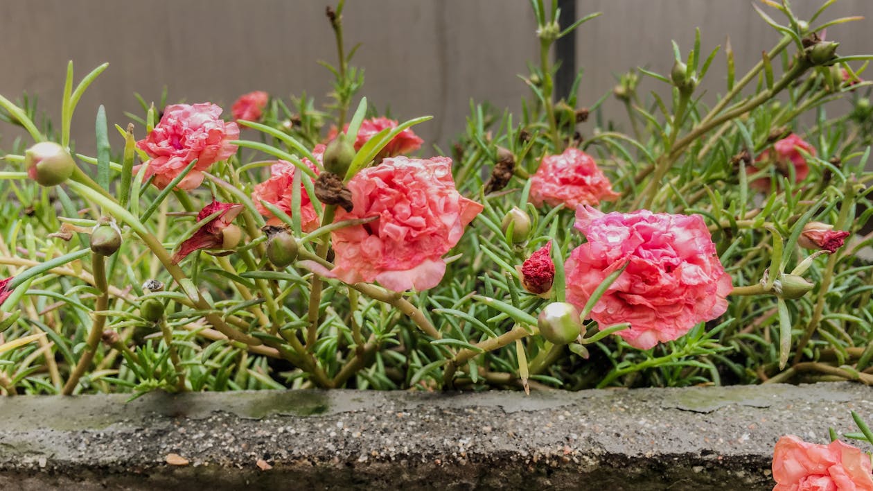 Free stock photo of after the rain, beautiful flowers, floral