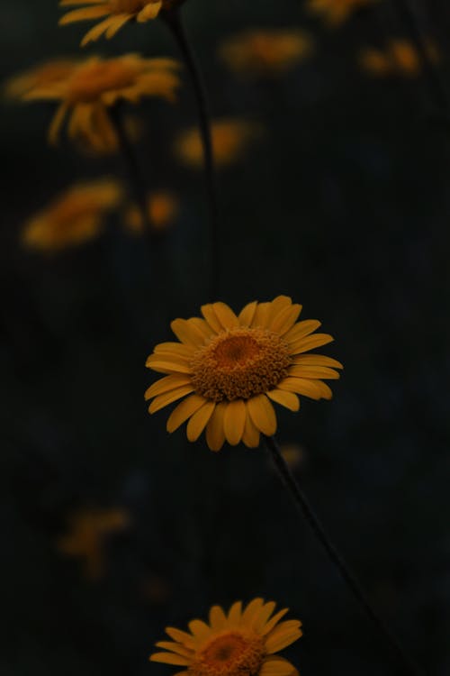 Foto d'estoc gratuïta de bonic, creixement, delicat