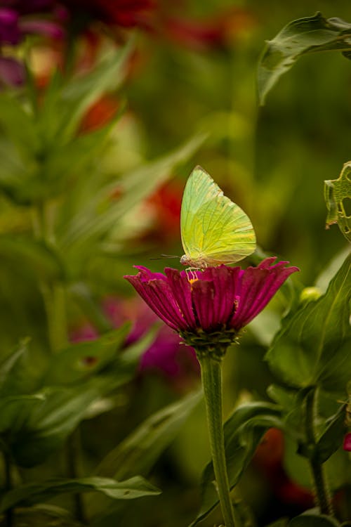 A Butterfly on a Blooming Flower