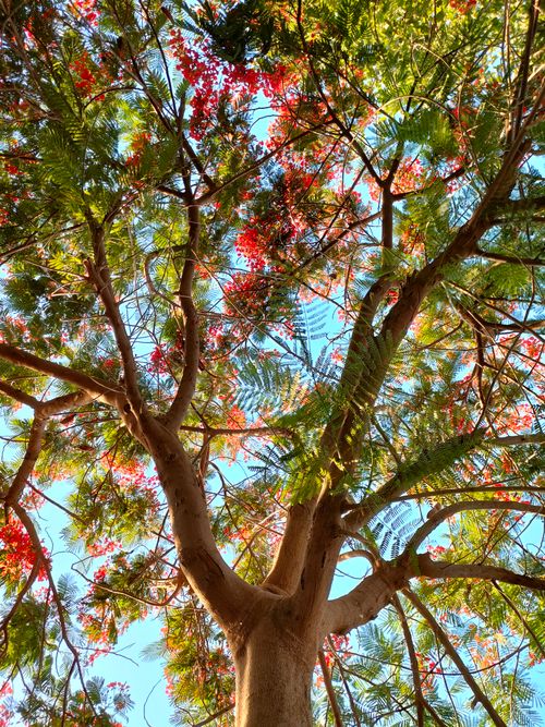 Free A view looking up into a colorful flame tree canopy with vibrant red flowers and green leaves. Stock Photo