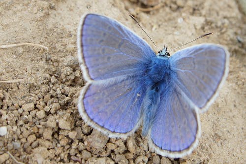 Close-Up Shot of a Common Blue Butterfly on Soil