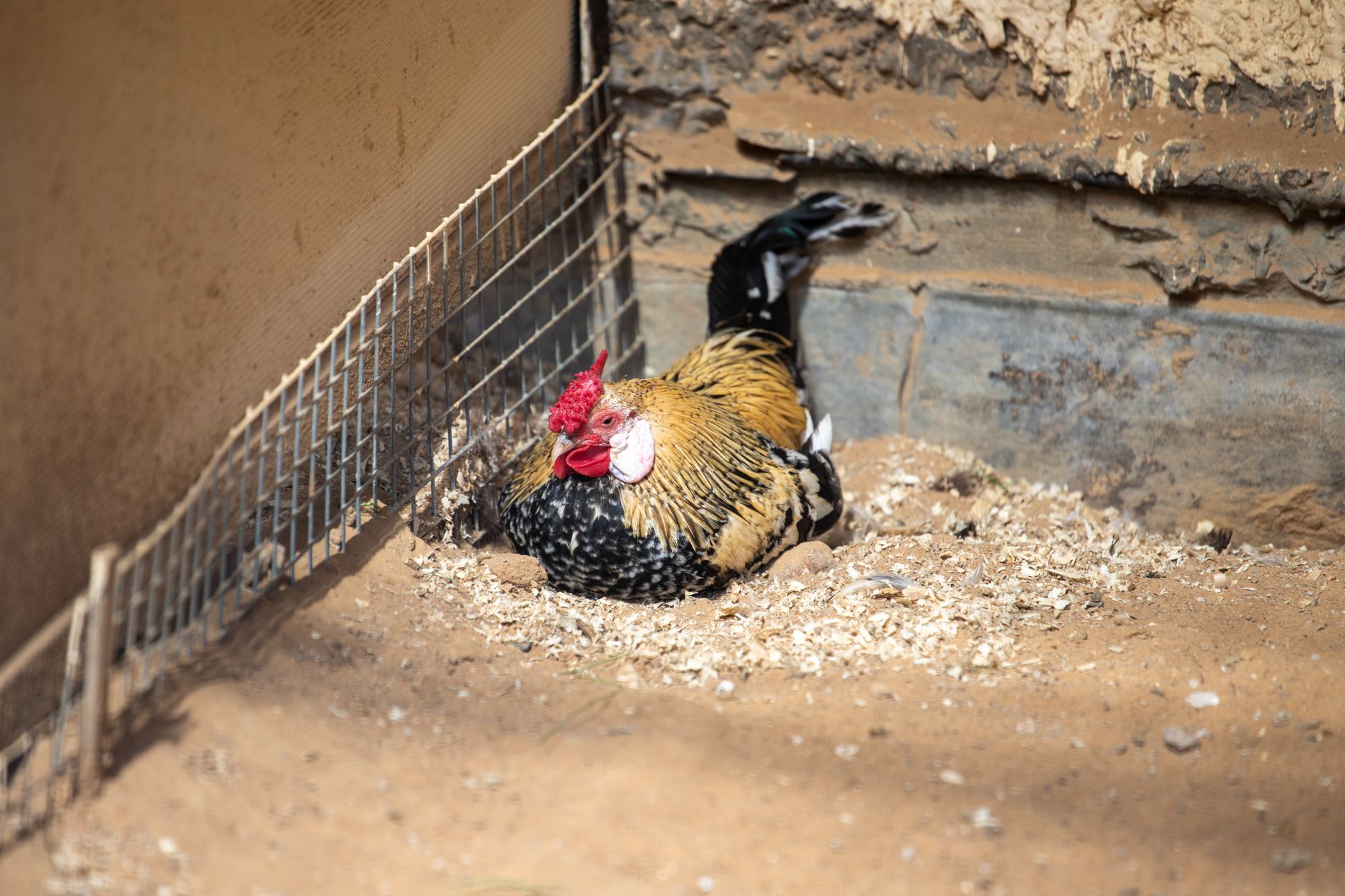 A rescued rooster resting in a quiet quarantine pen beside clean water and soft bedding
