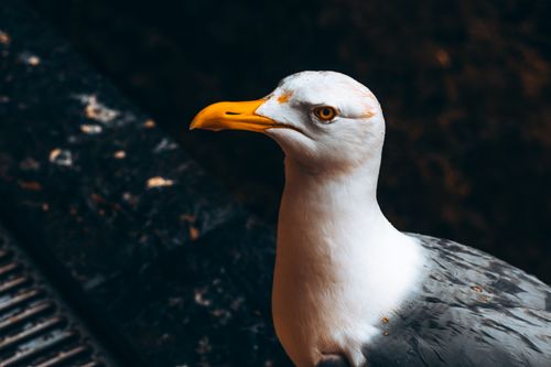 Free Detailed close-up of a seagull showcasing its profile against a dark background. Stock Photo